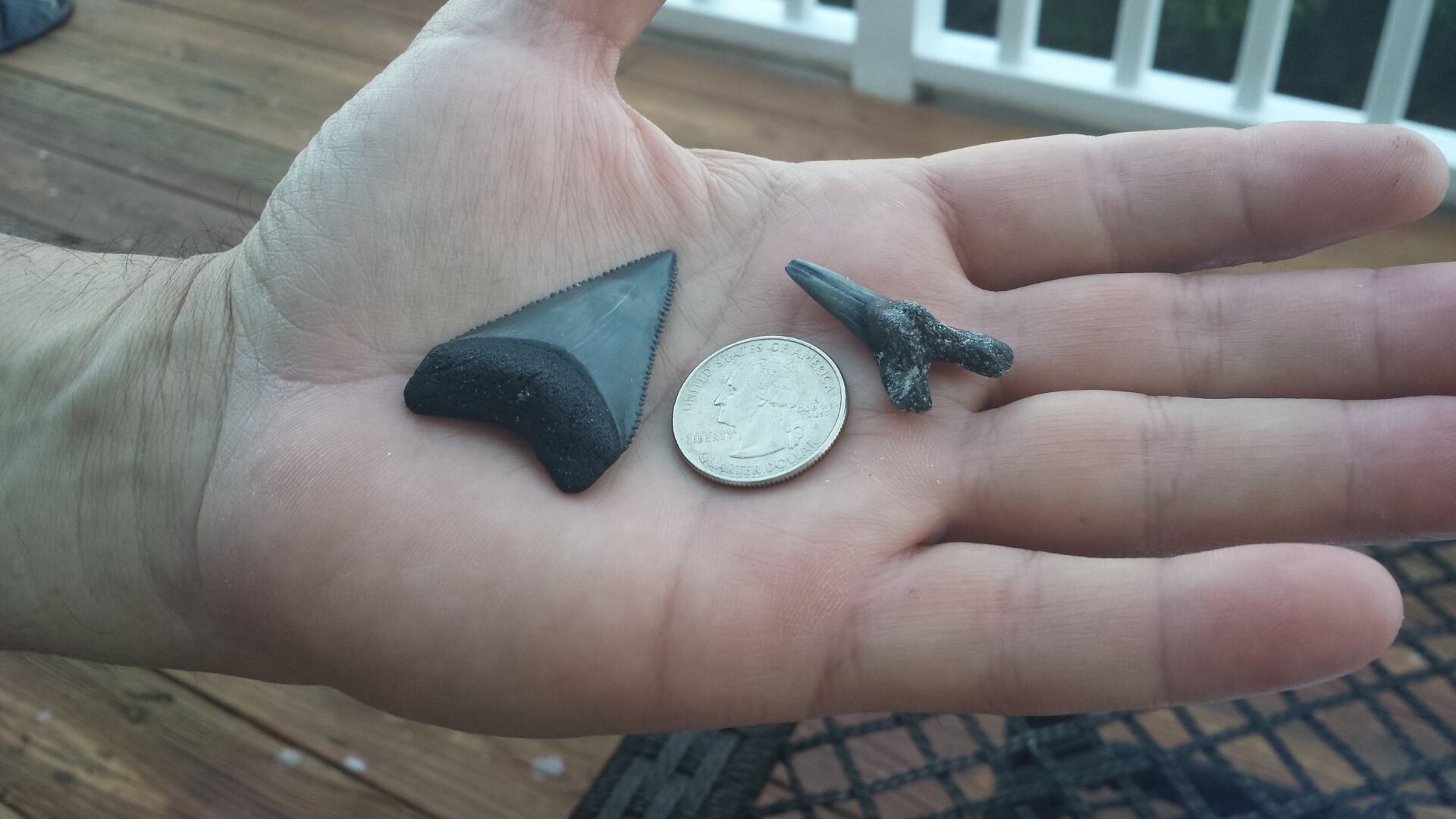 Teeth & coin for scale